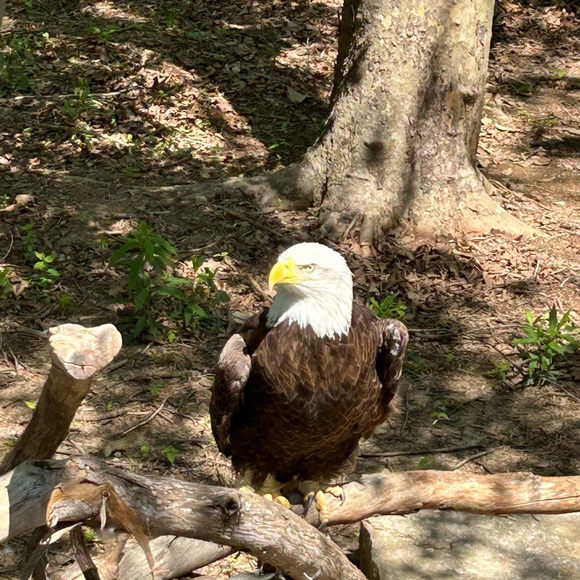 Meet your Posher, Susan - Picture 6 of 8